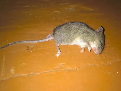 Травля мышей в доме